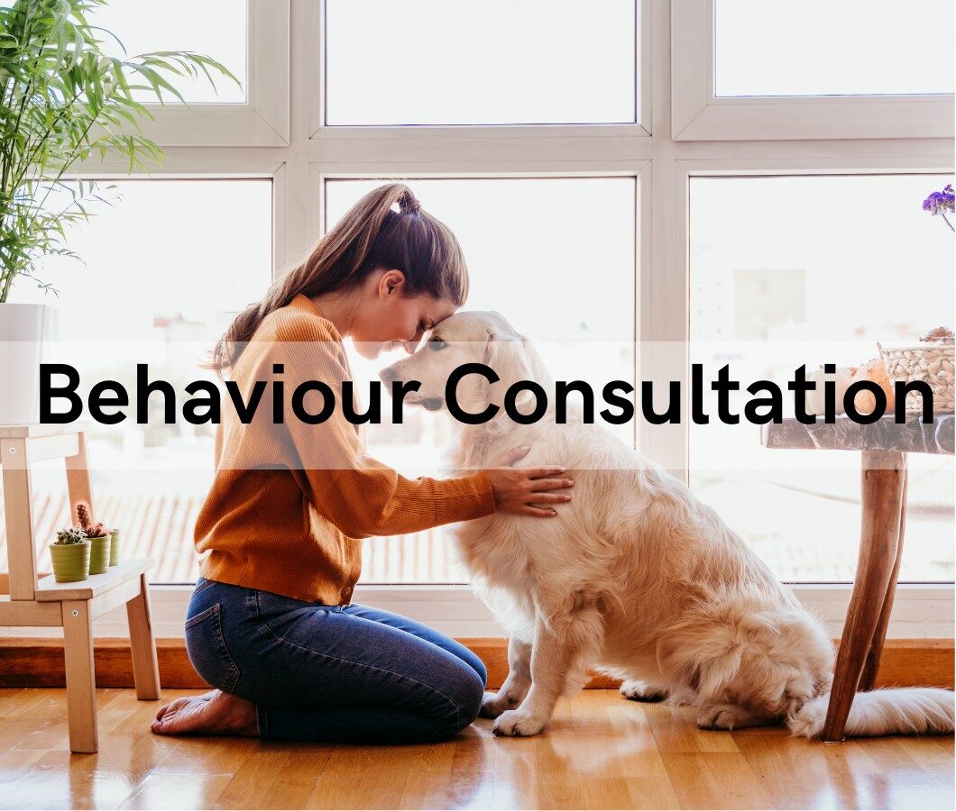 Behaviour Consultation