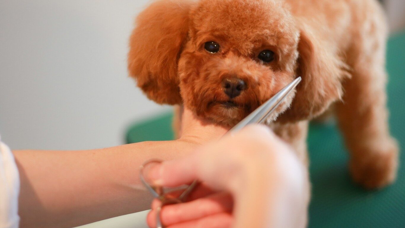 Cooperative care grooming hero image