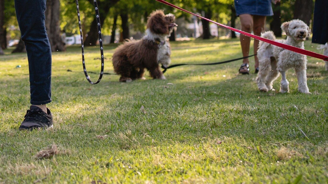 Snout and About Alumni Network hero image