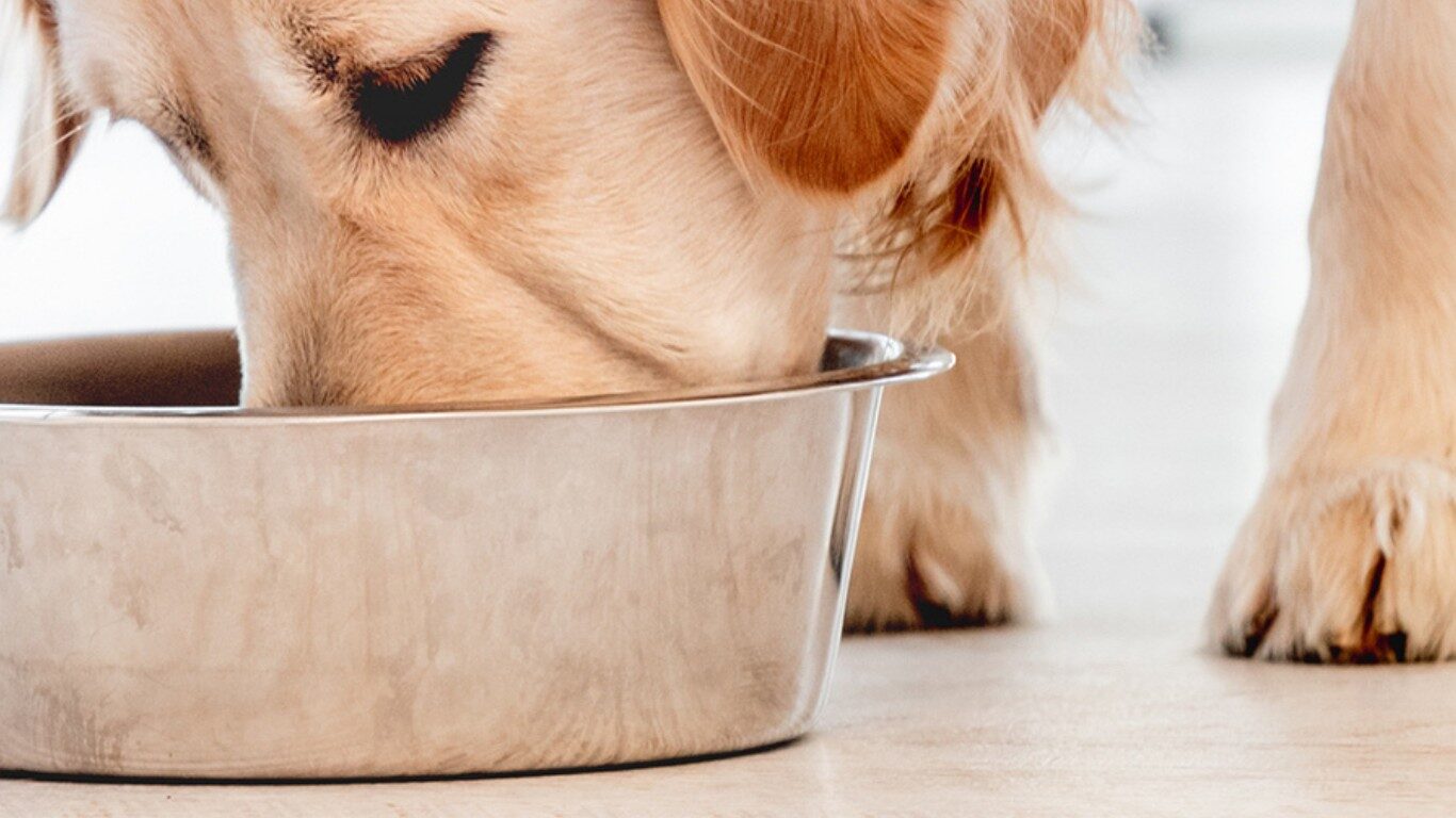 Canine nutrition hero image