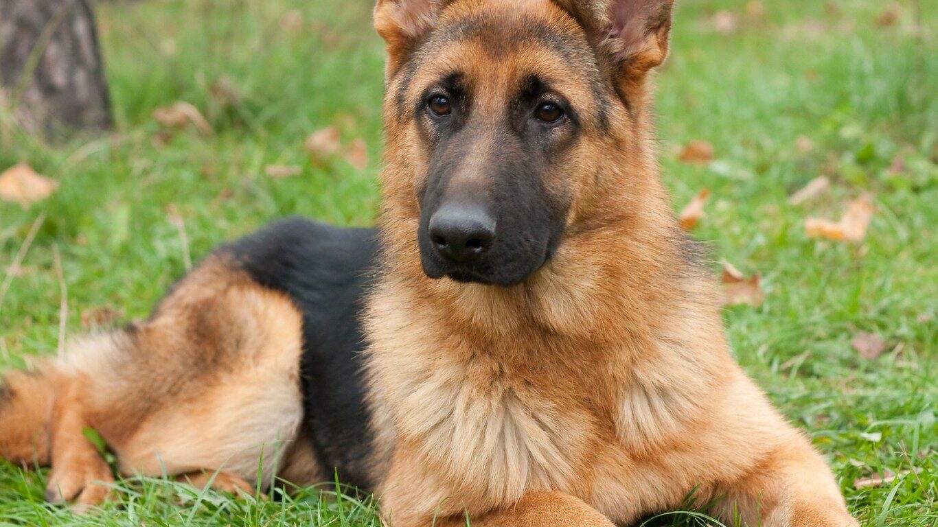 Snout & About reviews hero image