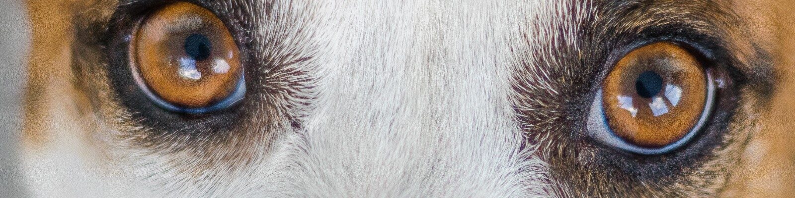 The Advisory Consultation – virtual behaviour guidance