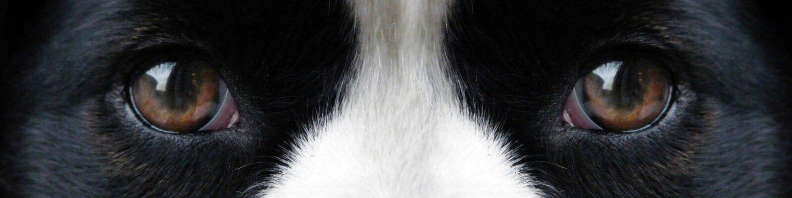 Remote Behaviour Triage Clinic