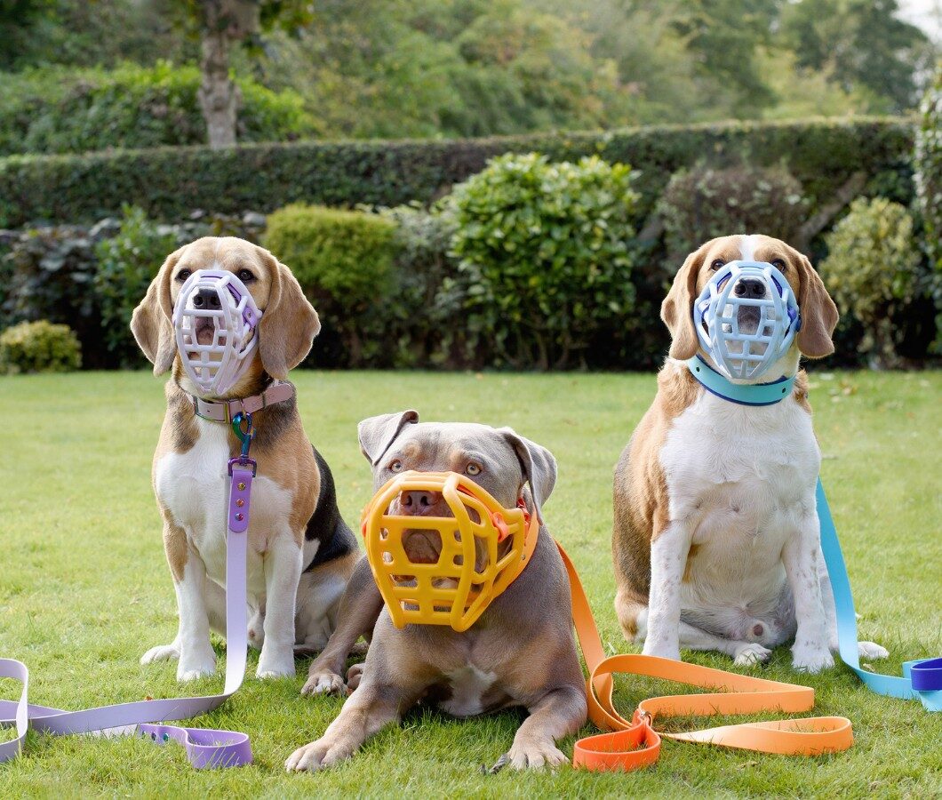 Muzzle Master Class Cost